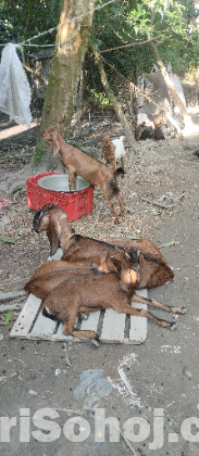 ছাগল উন্নত জাতের ছাগল সাত পিস